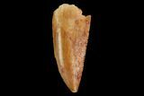 Serrated, Raptor Tooth - Real Dinosaur Tooth #124857-1